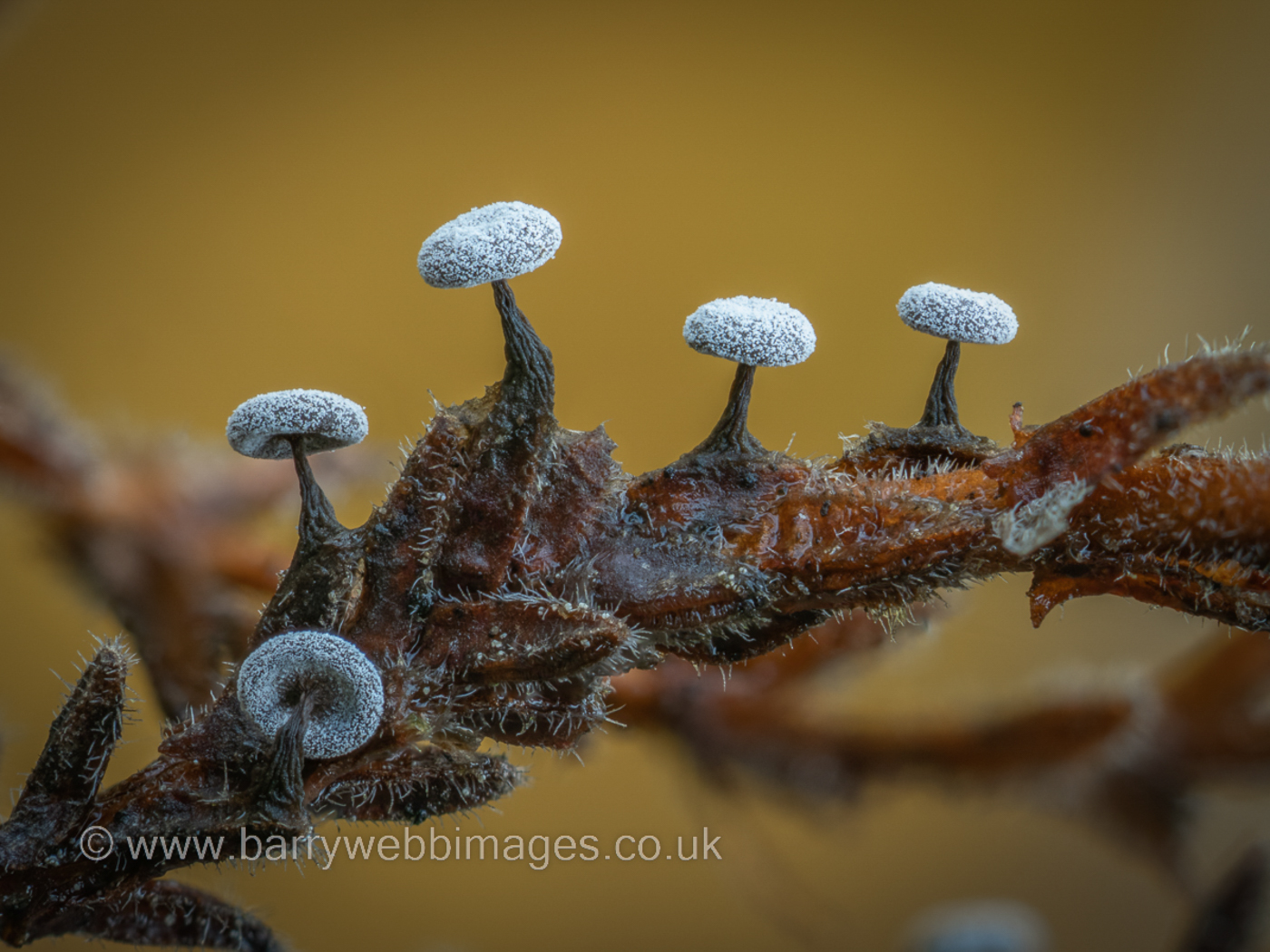 Photo © Barry Webb Didymium clavus by Barry Webb